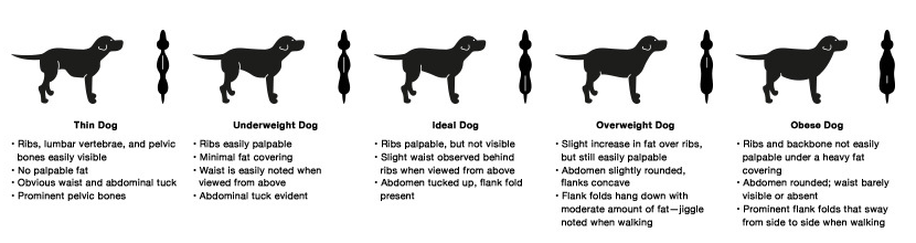 body chart