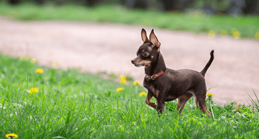 Mengapa Anjing Makan Rumput