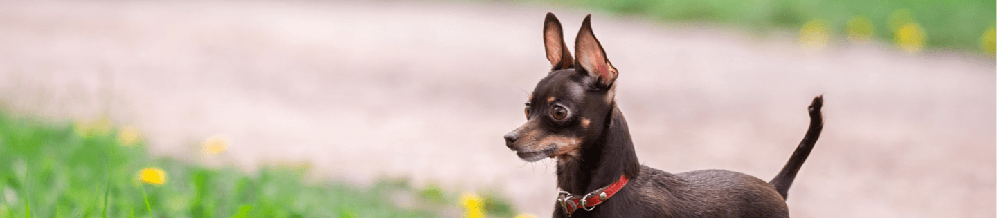 Mengapa Anjing Makan Rumput