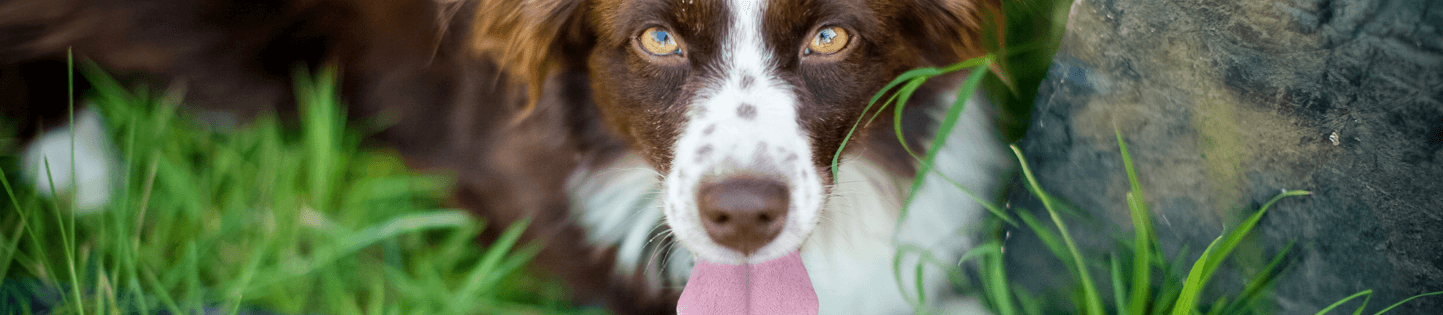 Mengenali Tanda-tanda Kembung pada Anjing Anda