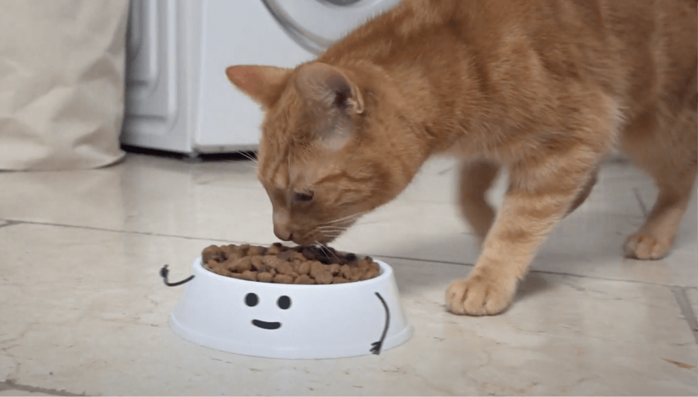 Appetite video