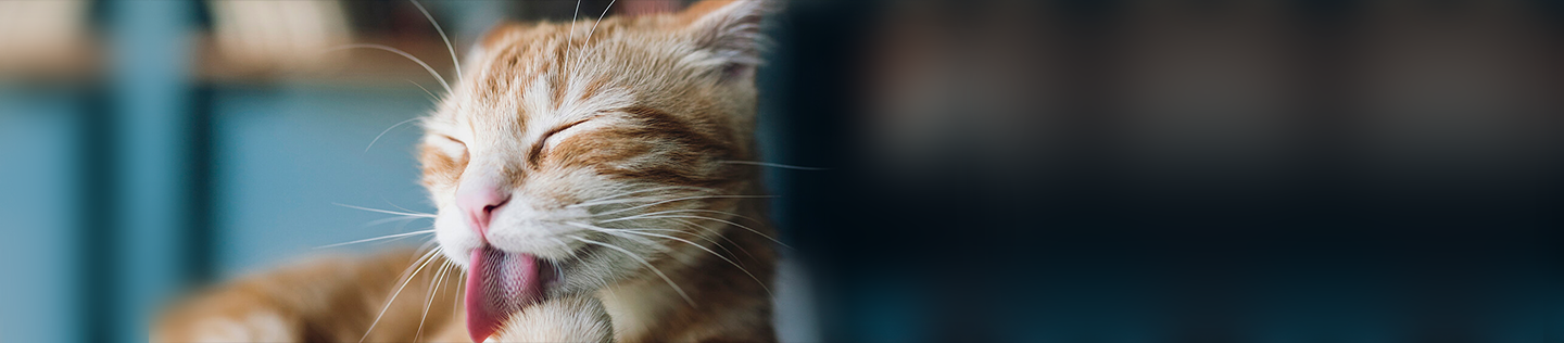cat article