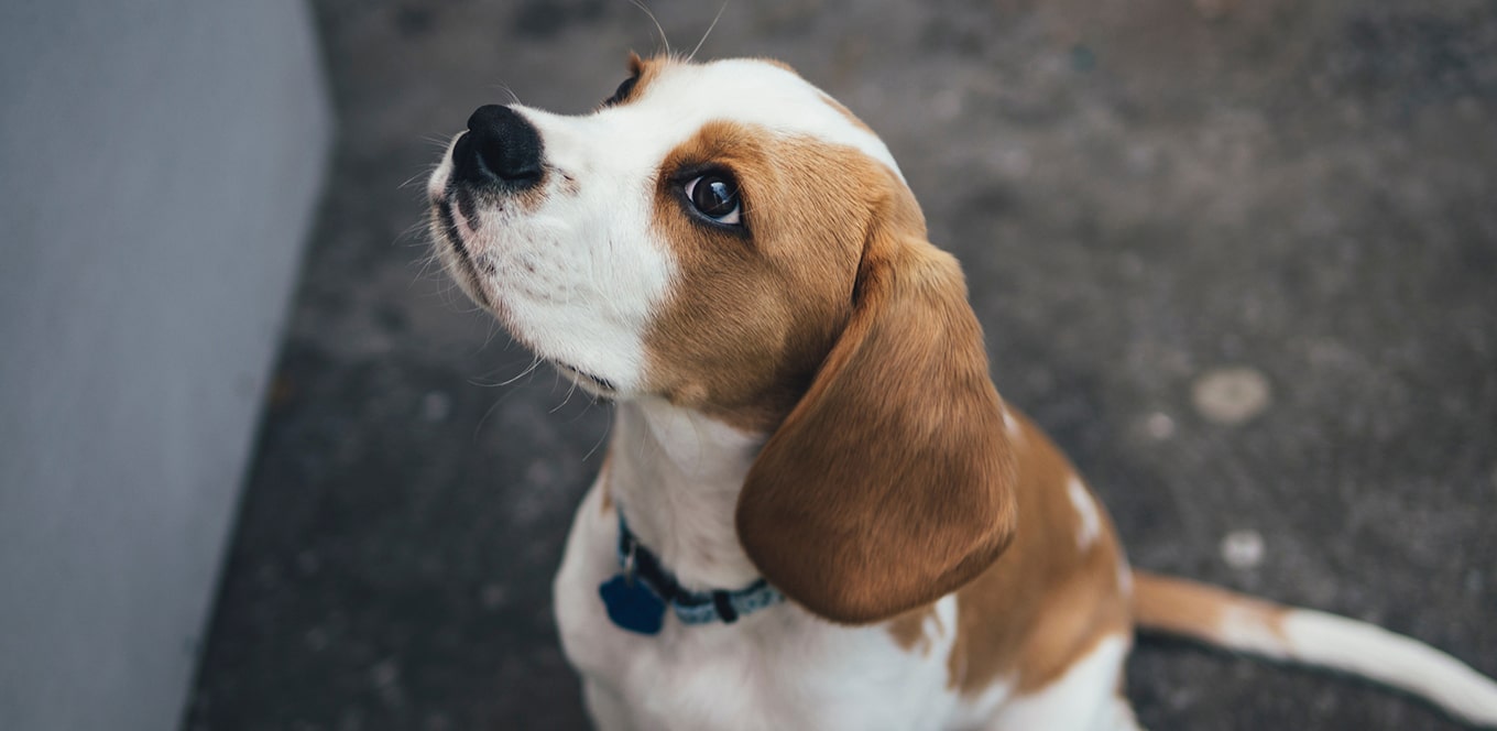 article why dha is good for puppies header