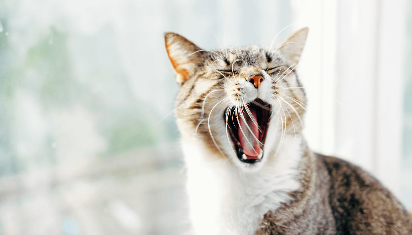 Temperament feat content