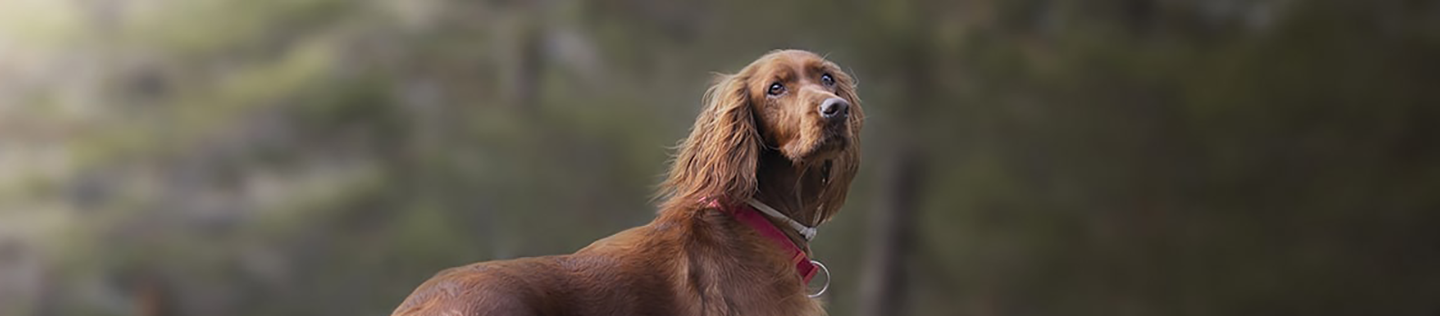 how-to-give-your-dog-healthy-skin-and-a-great-coat_header
