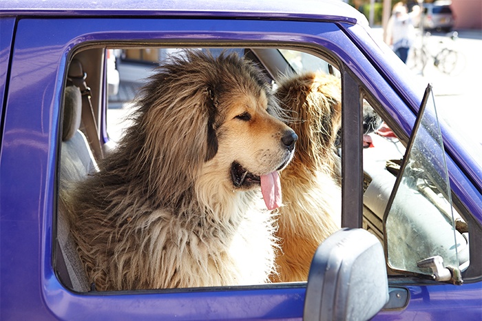 Tips for Caring for Large Dogs
