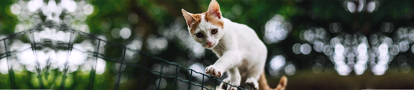 Myths About Feeding Your Kitten a Raw Meat Diet
