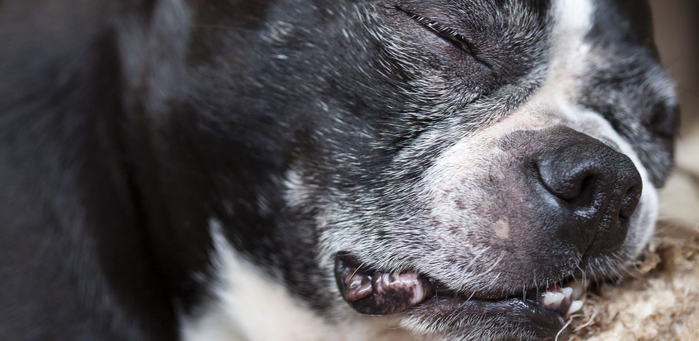 Small-breed Mature or Senior Dog’s Nutritional Needs