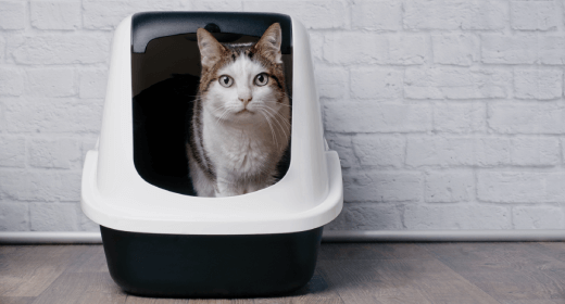How to Keep Your Cat’s Urinary Tract in Tip-top Shape