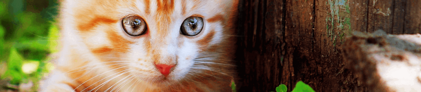 What You Should Know About Changing Your Cat’s Diet 