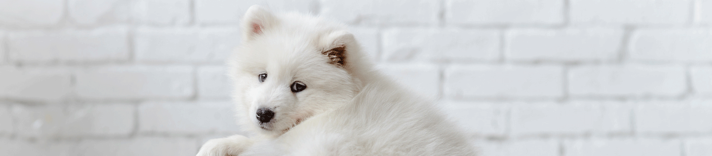 Keeping Your Dog's Weight in Check