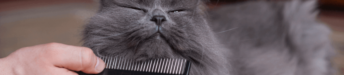 Kulit dan Bulu Kucing yang Sehat
