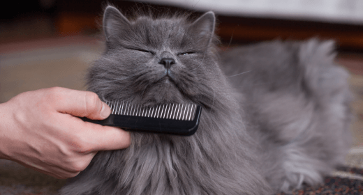 Kulit dan Bulu Kucing yang Sehat