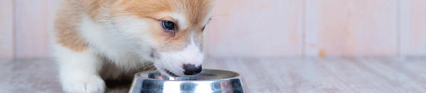 Nutrition for Medium-Breed Puppies