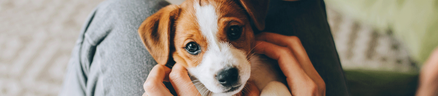 puppy crying