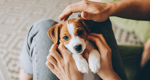 puppy crying