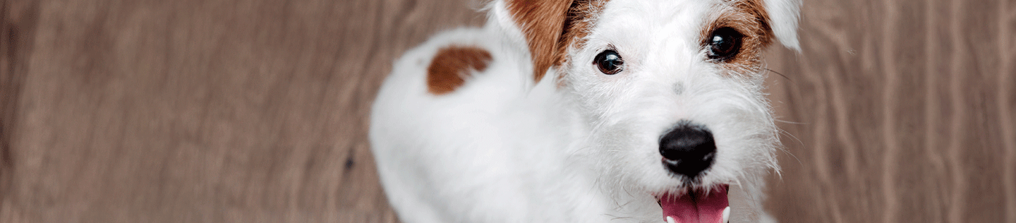 How Diet Helps Your Dog’s Teeth
