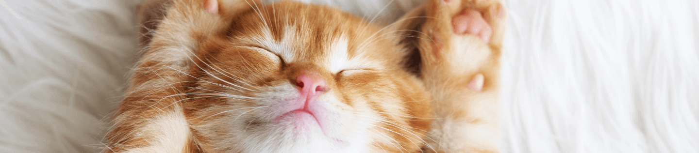 cat article
