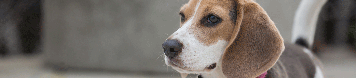 Reading Your Dog's Body Language