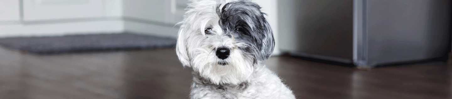 How to Help Your Overweight Dog