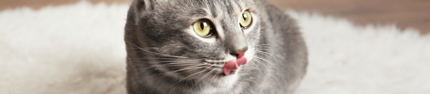 cat article detail banner