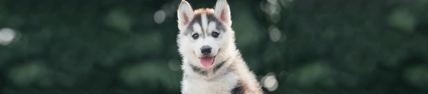How to take care of a puppy