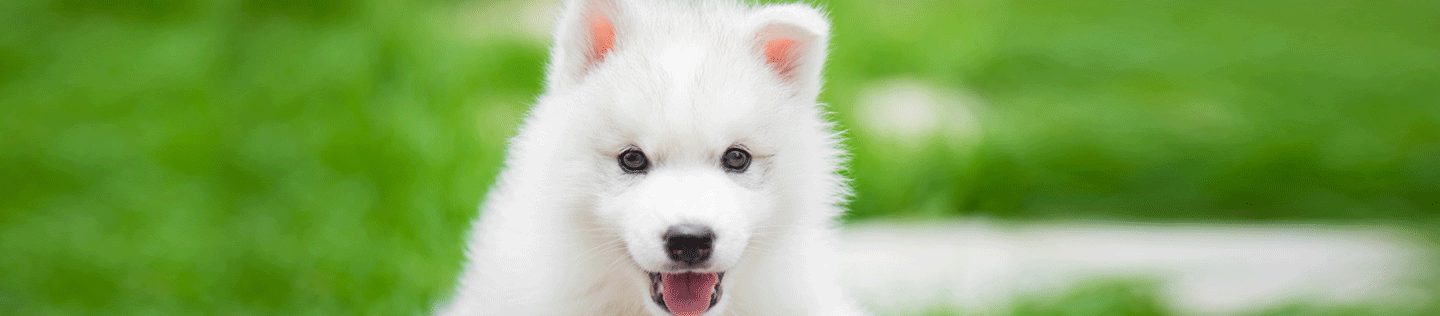 Puppy Basics: Health Care Essentials