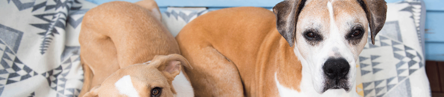 Medium Breed Mature or Senior Dog’s Nutritional Needs