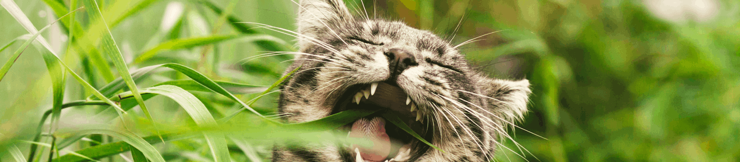How Nutrition Can Help Manage Your Cat’s Hairballs