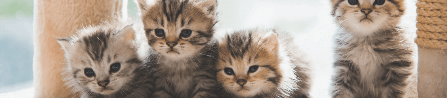 cat article detail banner
