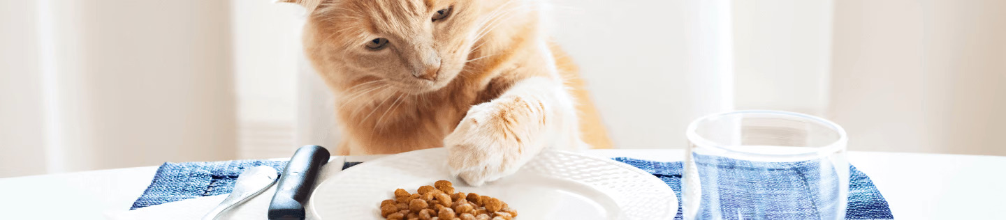 Memahami Kebiasaan Makan Kucing Anda