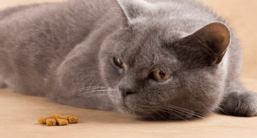 Apakah Kucing Anda Pemilih Makanan?