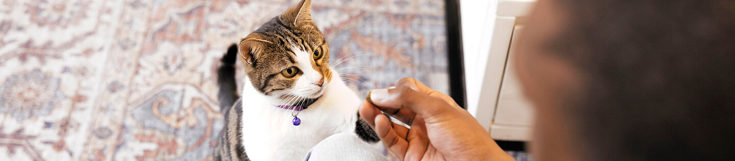 Panduan Pelatihan Kucing Buang Air yang Komprehensif 