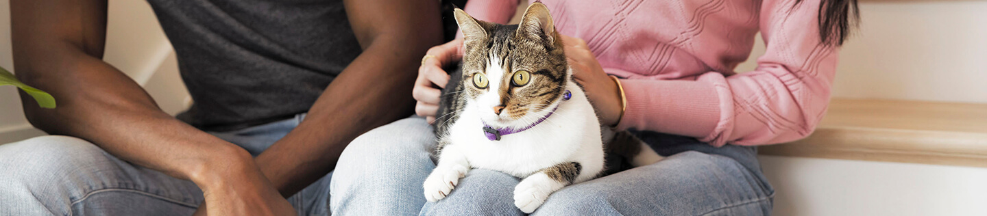 Semua yang Perlu Anda Ketahui Tentang Membawa Anak Kucing ke Rumah