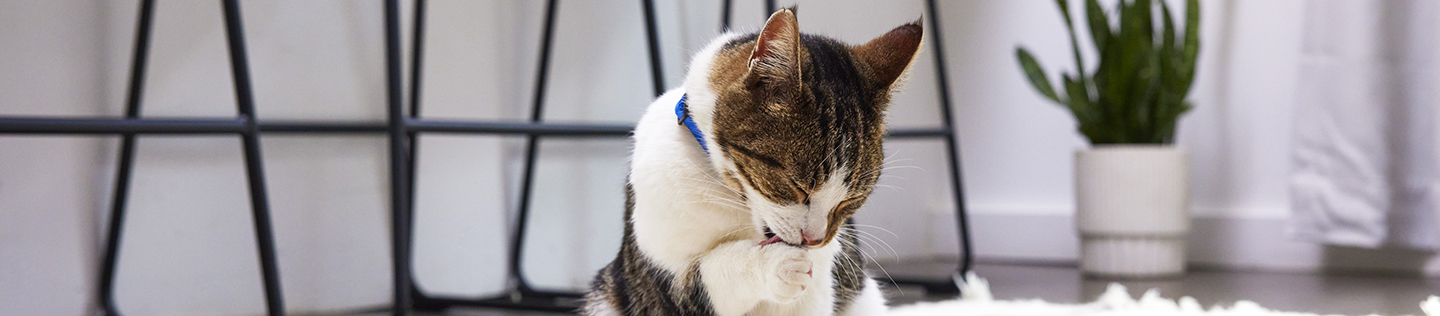 Rhinotracheitis pada Kucing