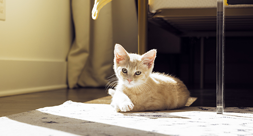 Vaksin Anti Rabies untuk Kucing
