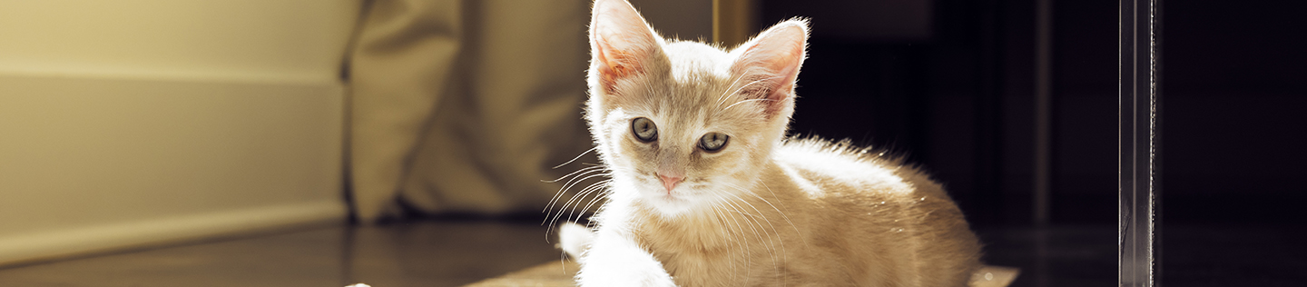 Vaksin Anti Rabies untuk Kucing