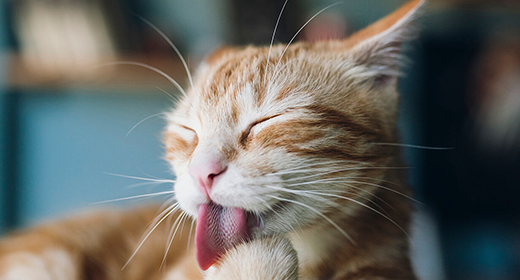cat article