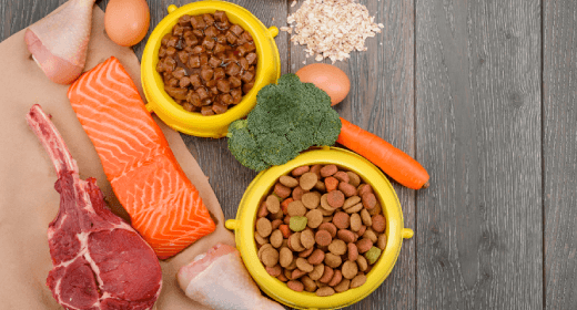 Nutrisi Kucing dan Pentingnya Protein untuk Kucing