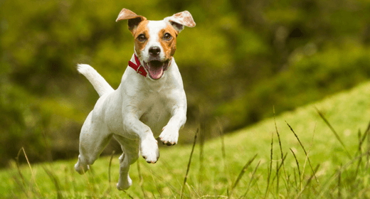 Common Concerns About Your Dog’s Health