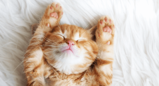 cat article