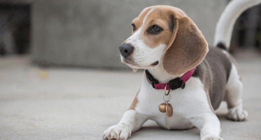 Reading Your Dog's Body Language