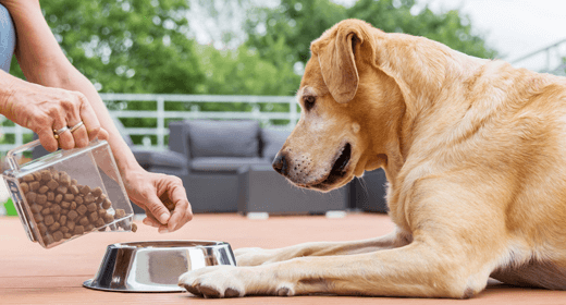 How to Decipher Dog-Food Labels: Calorie and Fat Terms