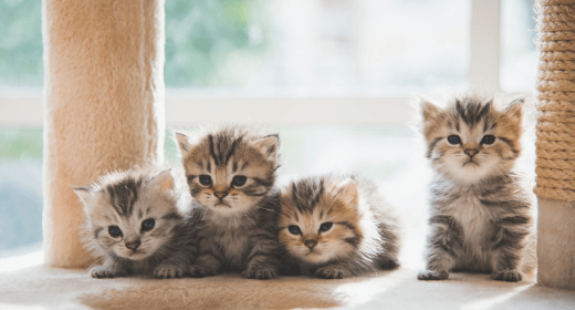 cat article detail banner mobile