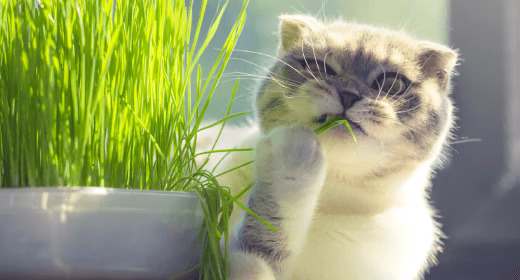 Mengapa Serat Begitu Penting bagi Nutrisi Kucing Anda