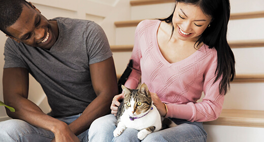 Semua yang Perlu Anda Ketahui Tentang Membawa Anak Kucing ke Rumah