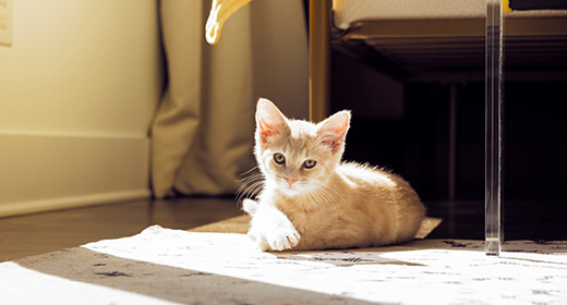 Cara Menghilangkan Kutu Kucing